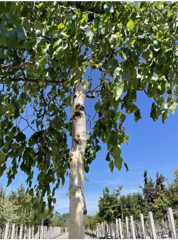 Korkenzieher-Birke 'Spider Alley' | Betula pendula 'Spider Alley' Korkenzieher-Birke 'Spider Alley' | Betula pendula 'Spider Alley'