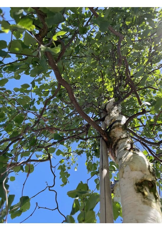 Korkenzieher-Birke 'Spider Alley' | Betula pendula 'Spider Alley'