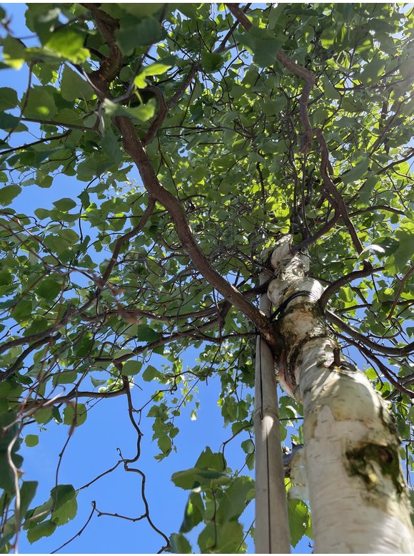 Korkenzieher-Birke 'Spider Alley' | Betula pendula 'Spider Alley' Korkenzieher-Birke 'Spider Alley' | Betula pendula 'Spider Alley'