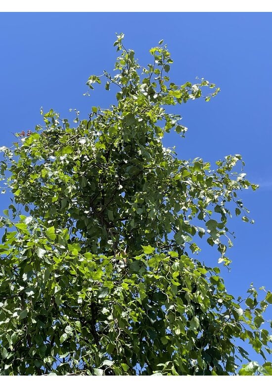 Korkenzieher-Birke 'Spider Alley' | Betula pendula 'Spider Alley'