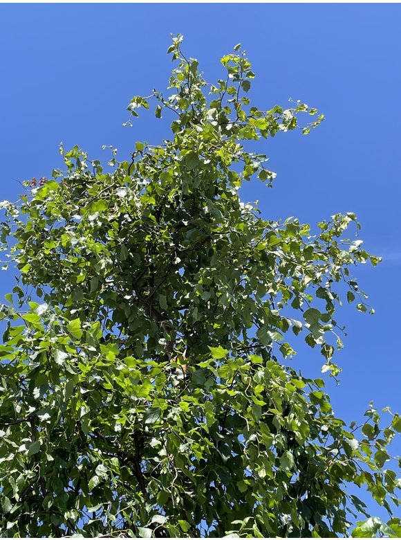 Korkenzieher-Birke Betula pendula 'Spider Alley' | Betula pendula 'Spider Alley' Korkenzieher-Birke Betula pendula 'Spider Alley' | Betula pendula 'Spider Alley'