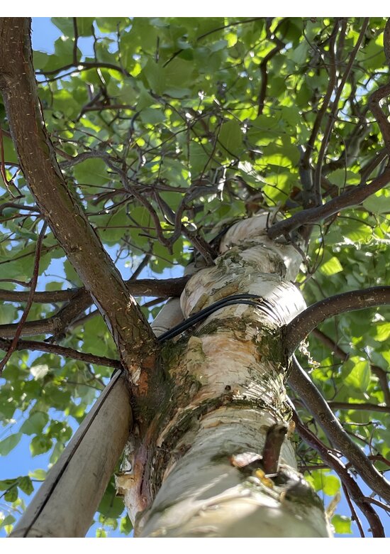 Korkenzieher-Birke 'Spider Alley' | Betula pendula 'Spider Alley'