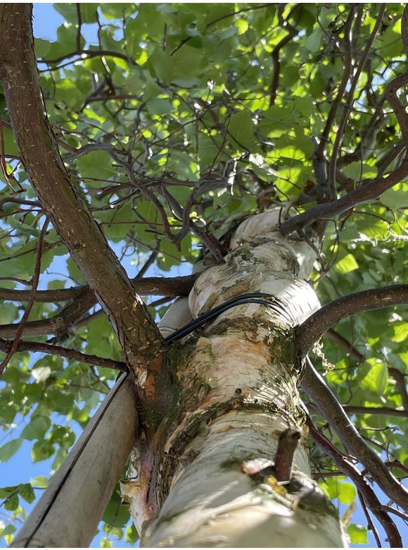 Korkenzieher-Birke 'Spider Alley' | Betula pendula 'Spider Alley' Korkenzieher-Birke 'Spider Alley' | Betula pendula 'Spider Alley'