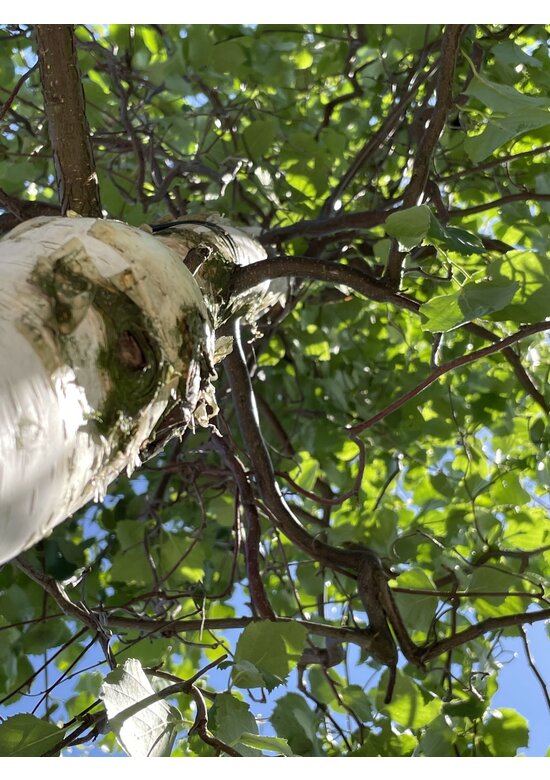 Korkenzieher-Birke 'Spider Alley' | Betula pendula 'Spider Alley'