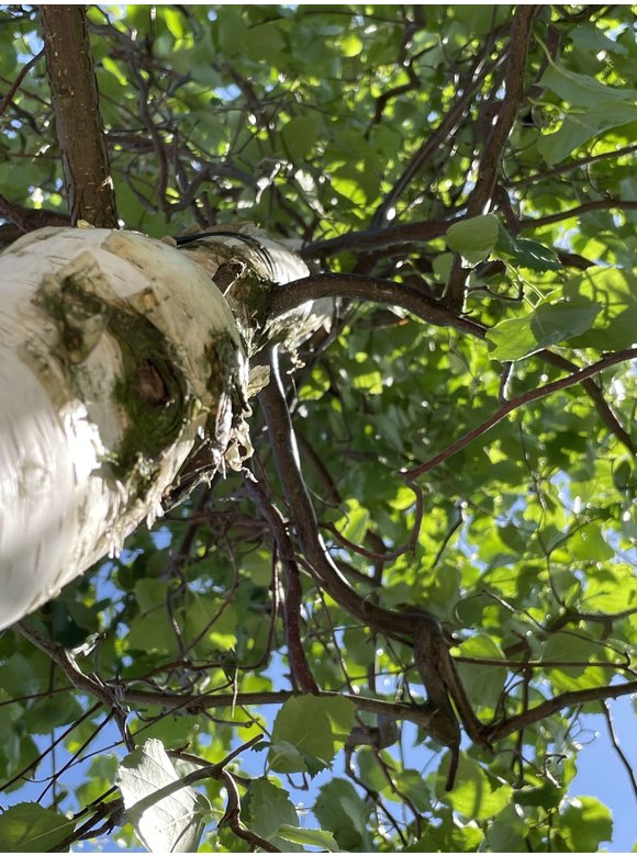 Korkenzieher-Birke 'Spider Alley' | Betula pendula 'Spider Alley' Korkenzieher-Birke 'Spider Alley' | Betula pendula 'Spider Alley'