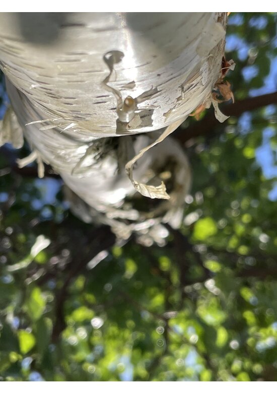 Korkenzieher-Birke 'Spider Alley' | Betula pendula 'Spider Alley'