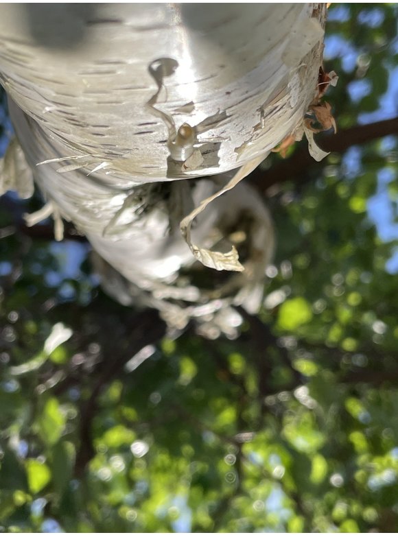 Korkenzieher-Birke 'Spider Alley' | Betula pendula 'Spider Alley' Korkenzieher-Birke 'Spider Alley' | Betula pendula 'Spider Alley'