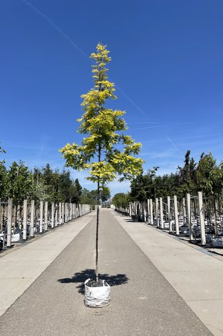 Goldgelber Urwelt-Mammutbaum 'Gold Rush' | Metasequoia glyptostroboides 'Gold Rush' Goldgelber Urwelt-Mammutbaum 'Gold Rush' | Metasequoia glyptostroboides 'Gold Rush'
