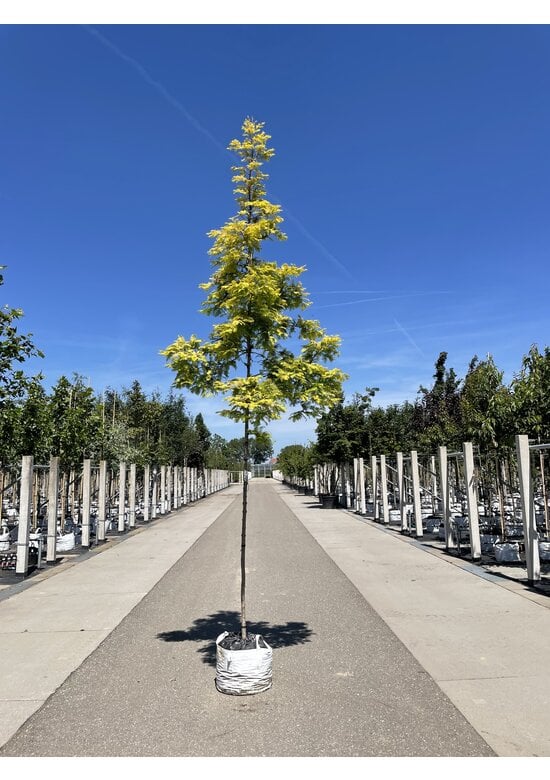 Goldgelber Urwelt-Mammutbaum 'Gold Rush' | Metasequoia glyptostroboides 'Gold Rush'