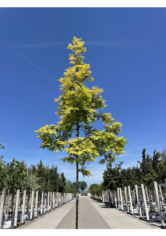 Goldgelber Urwelt-Mammutbaum 'Gold Rush' | Metasequoia glyptostroboides 'Gold Rush'