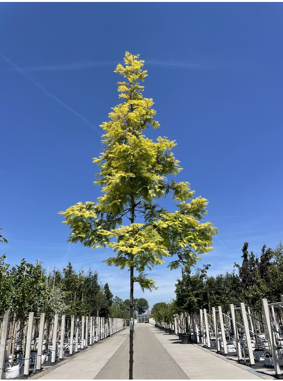 Goldgelber Urwelt-Mammutbaum 'Gold Rush' | Metasequoia glyptostroboides 'Gold Rush' Goldgelber Urwelt-Mammutbaum 'Gold Rush' | Metasequoia glyptostroboides 'Gold Rush'