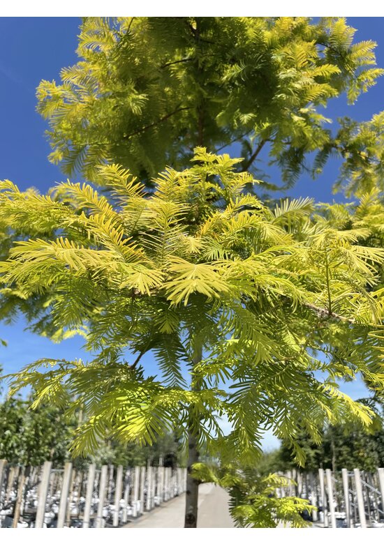 Goldgelber Urwelt-Mammutbaum 'Gold Rush' | Metasequoia glyptostroboides 'Gold Rush'