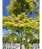 Goldgelber Urwelt-Mammutbaum 'Gold Rush' | Metasequoia glyptostroboides 'Gold Rush'