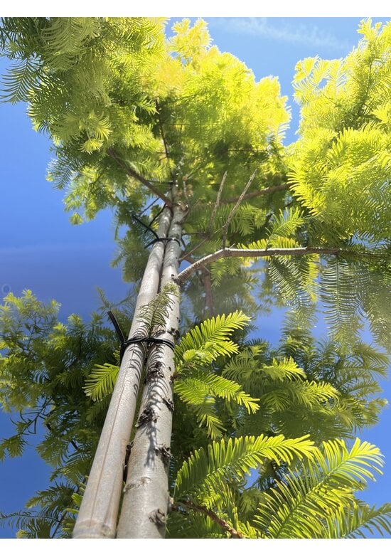 Goldgelber Urwelt-Mammutbaum 'Gold Rush' | Metasequoia glyptostroboides 'Gold Rush'