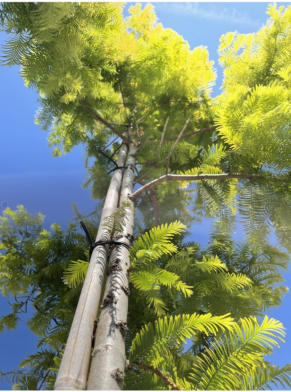 Goldgelber Urwelt-Mammutbaum 'Gold Rush' | Metasequoia glyptostroboides 'Gold Rush' Goldgelber Urwelt-Mammutbaum 'Gold Rush' | Metasequoia glyptostroboides 'Gold Rush'