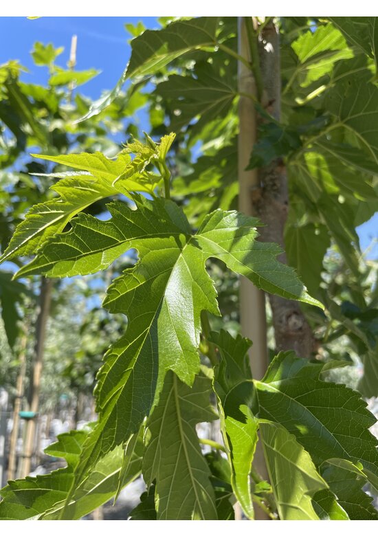 Weißer Maulbeerbaum 'Fruitless' | Morus alba 'Fruitless'