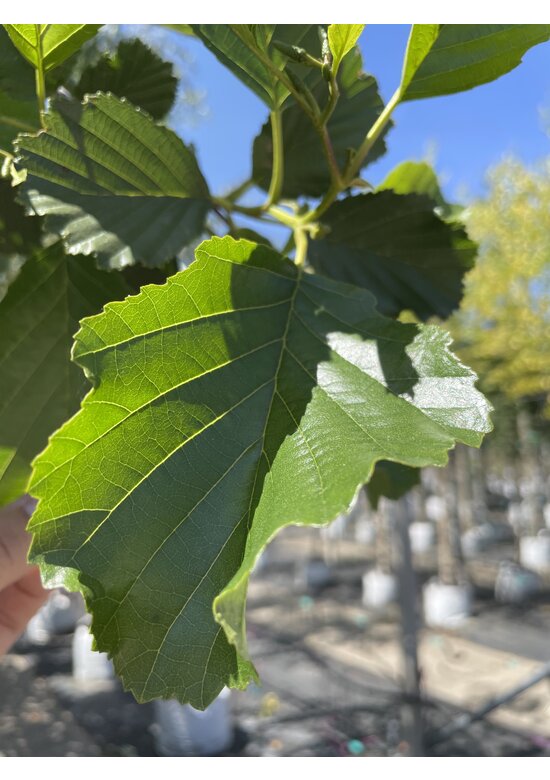Schwarz-Erle | Alnus glutinosa
