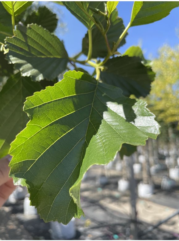 Schwarz-Erle - Rot-Erle | Alnus glutinosa Schwarz-Erle - Rot-Erle | Alnus glutinosa