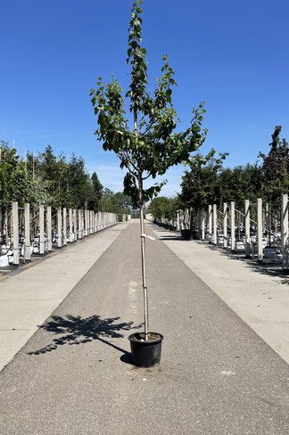 Pflaumenbaum 'Reine Claude Verte' | Prunus domestica ‘Reine Claude Verte’