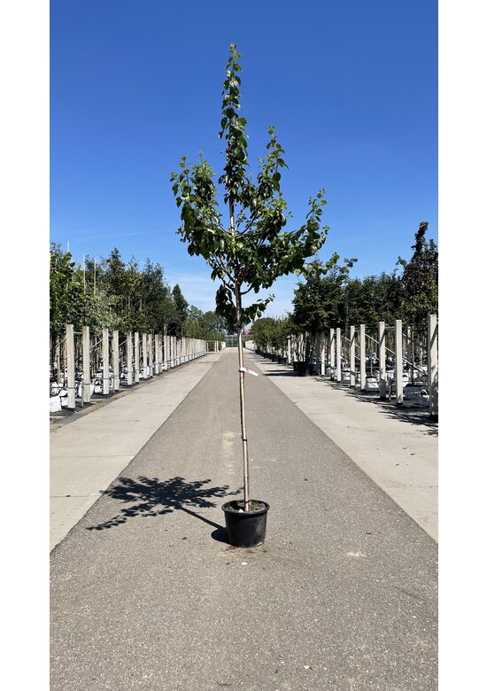 Pflaumenbaum 'Reine Claude Verte' | Prunus domestica ‘Reine Claude Verte’