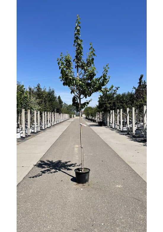 Pflaumenbaum 'Reine Claude Verte' | Prunus domestica ‘Reine Claude Verte’