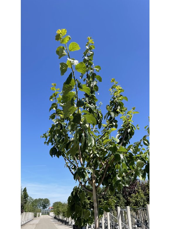 Pflaumenbaum 'Reine Claude Verte' | Prunus domestica ‘Reine Claude Verte’ Pflaumenbaum 'Reine Claude Verte' | Prunus domestica ‘Reine Claude Verte’