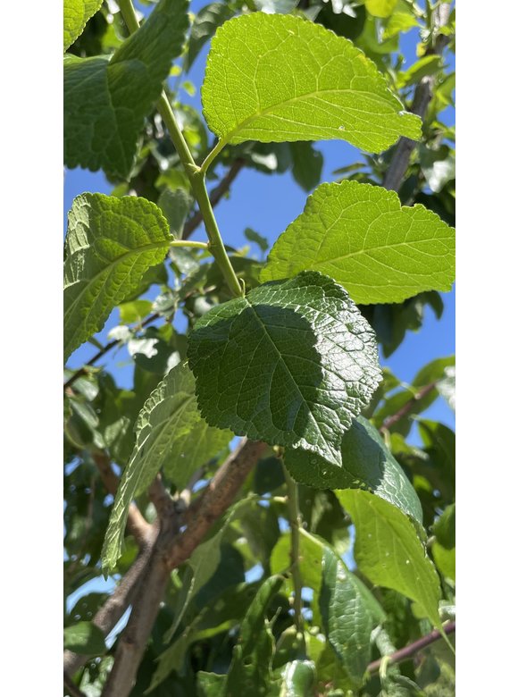 Pflaumenbaum 'Reine Claude Verte' | Prunus domestica ‘Reine Claude Verte’ Pflaumenbaum 'Reine Claude Verte' | Prunus domestica ‘Reine Claude Verte’