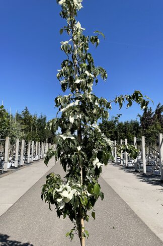 Chinesischer Blumen-Hartriegel 'Weisse Fontaine' - Stammbusch | Cornus kousa 'Weisse Fontaine'