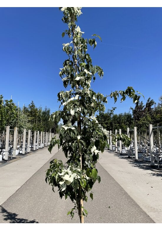 Chinesischer Blumen-Hartriegel 'Weisse Fontaine' - Stammbusch | Cornus kousa 'Weisse Fontaine'