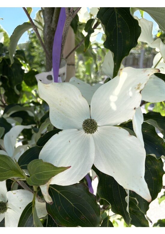 Chinesischer Blumen-Hartriegel 'Weisse Fontaine' - Stammbusch | Cornus kousa 'Weisse Fontaine'