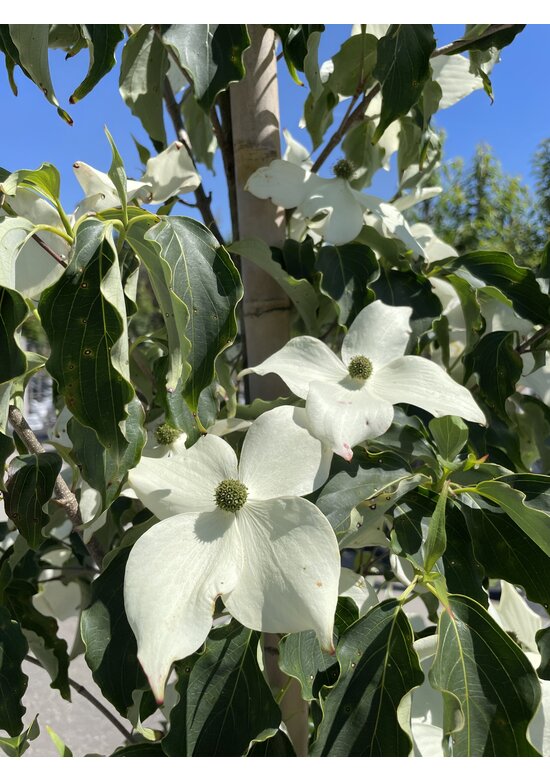 Chinesischer Blumen-Hartriegel 'Weisse Fontaine' - Stammbusch | Cornus kousa 'Weisse Fontaine'