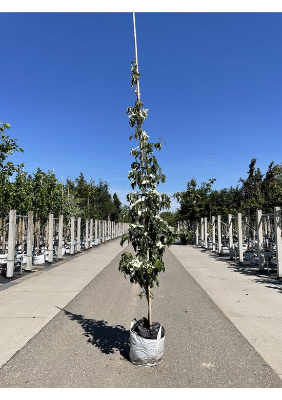 Chinesischer Blumen-Hartriegel 'Weisse Fontaine' - Stammbusch | Cornus kousa 'Weisse Fontaine'