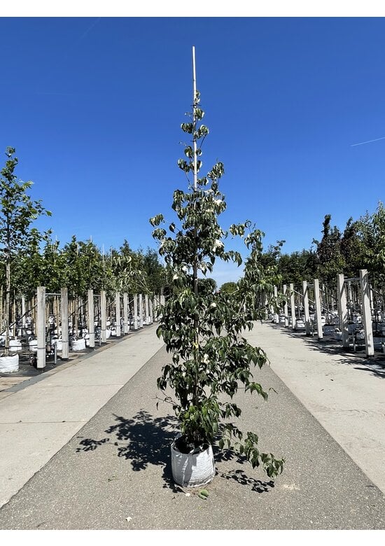Chinesischer Blumen-Hartriegel 'Milky Way' | Cornus kousa 'Milky Way'