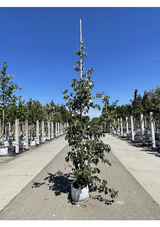 Chinesischer Blumen-Hartriegel 'Milky Way' | Cornus kousa 'Milky Way'
