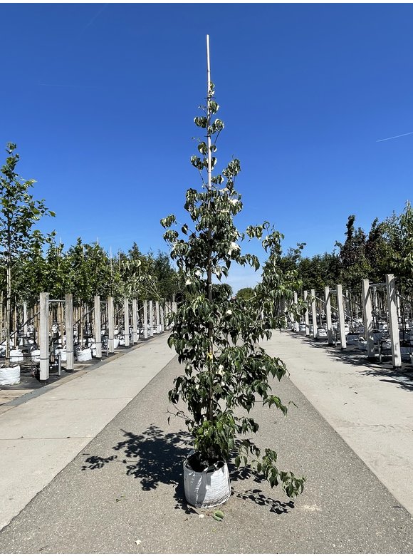 Chinesischer Blumen-Hartriegel 'Milky Way' | Cornus kousa 'Milky Way' Chinesischer Blumen-Hartriegel 'Milky Way' | Cornus kousa 'Milky Way'