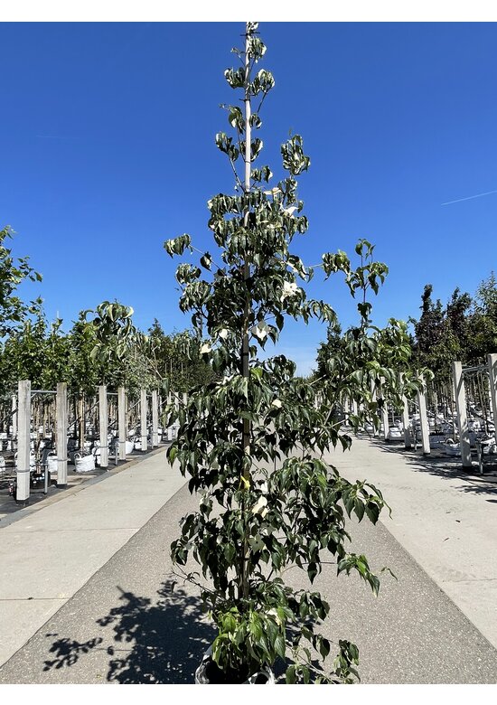 Chinesischer Blumen-Hartriegel 'Milky Way' | Cornus kousa 'Milky Way'