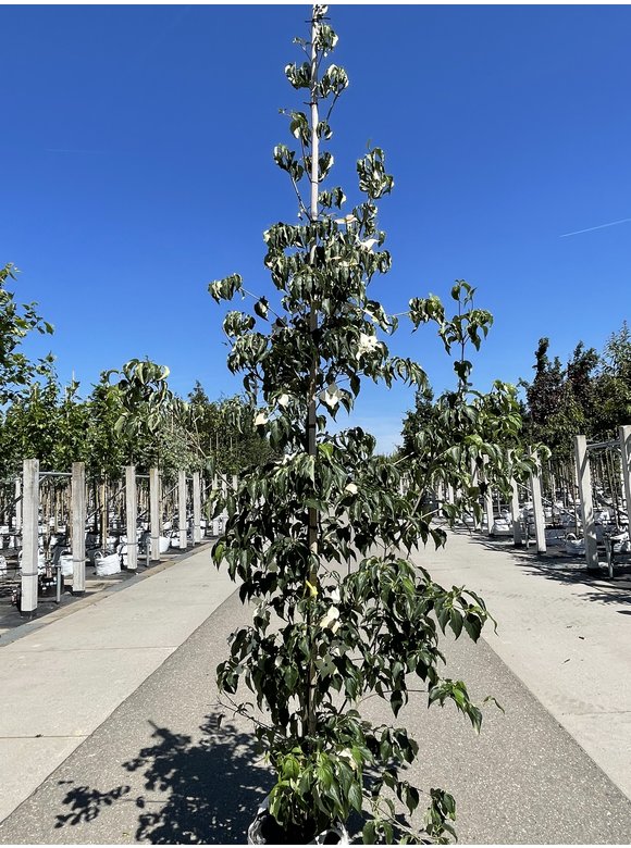 Chinesischer Blumen-Hartriegel 'Milky Way' | Cornus kousa 'Milky Way' Chinesischer Blumen-Hartriegel 'Milky Way' | Cornus kousa 'Milky Way'