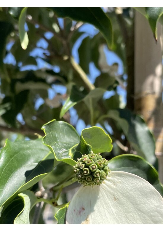 Chinesischer Blumen-Hartriegel 'Milky Way' | Cornus kousa 'Milky Way'