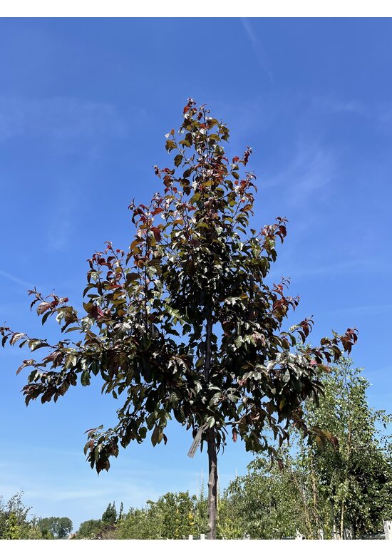 Toringo-Apfel 'Scarlett' | Malus toringo 'Scarlett'