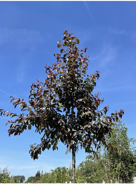 Toringo-Apfel 'Scarlett' | Malus toringo 'Scarlett' Toringo-Apfel 'Scarlett' | Malus toringo 'Scarlett'
