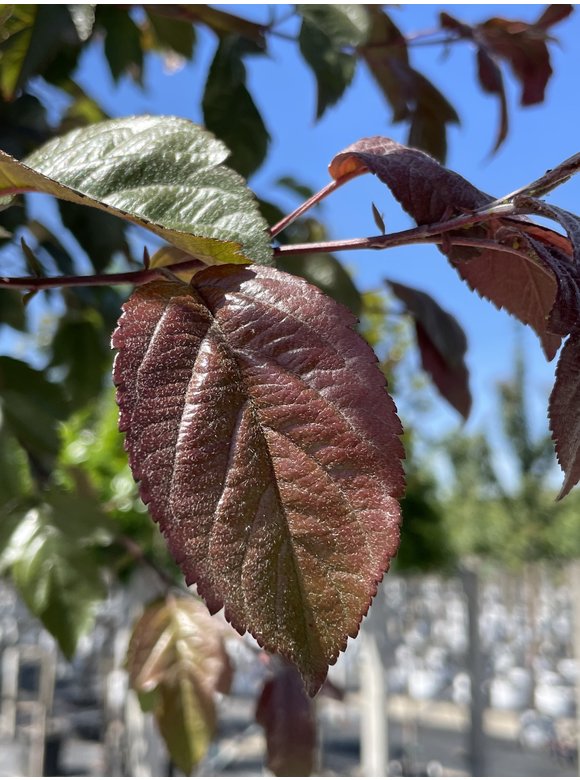 Toringo-Apfel 'Scarlett' | Malus toringo 'Scarlett' Toringo-Apfel 'Scarlett' | Malus toringo 'Scarlett'