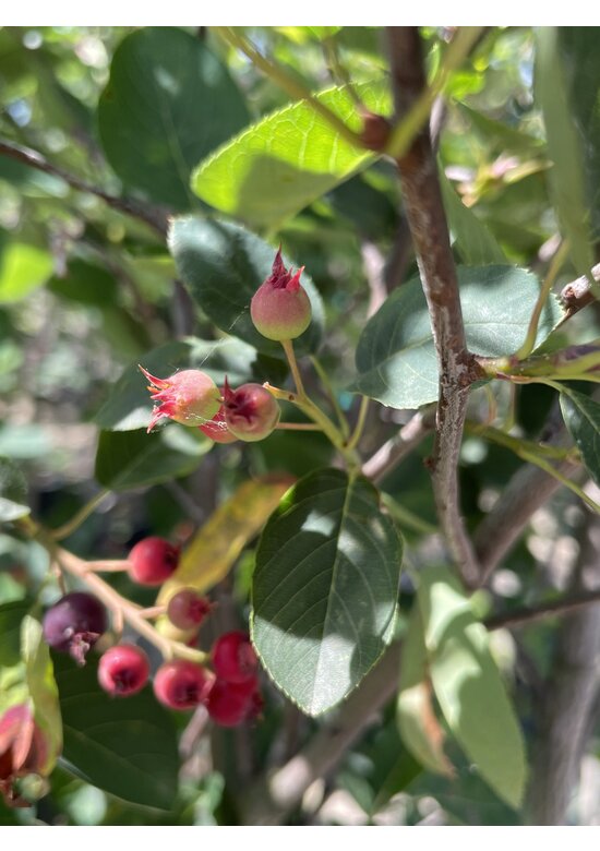 Kupfer-Felsenbirne mehrstämmig | Amelanchier lamarckii Kupfer-Felsenbirne mehrstämmig | Amelanchier lamarckii