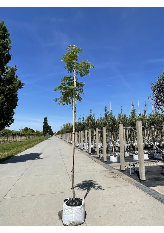 Seidenbaum - Schlafbaum  'Ombrella' | Albizia julibrissin 'Ombrella'