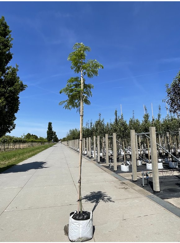 Seidenbaum - Schlafbaum - Seidenakazie 'Ombrella' | Albizia julibrissin 'Ombrella' Seidenbaum - Schlafbaum - Seidenakazie 'Ombrella' | Albizia julibrissin 'Ombrella'