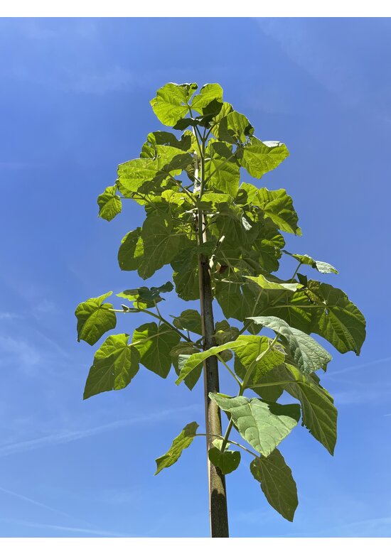 Blauglockenbaum - Kiribaum - Kaiserbaum | Paulownia tomentosa