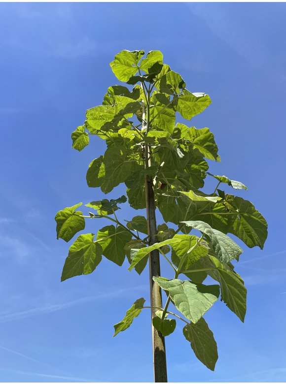 Blauglockenbaum - Kiribaum - Kaiserbaum | Paulownia tomentosa Blauglockenbaum - Kiribaum - Kaiserbaum | Paulownia tomentosa