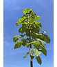 Blauglockenbaum - Kiribaum - Kaiserbaum | Paulownia tomentosa