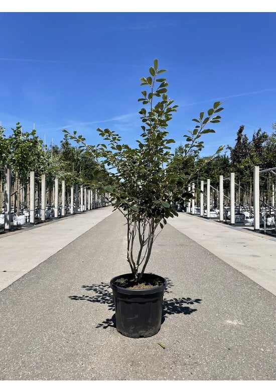 Gelbblühende Zaubernuss 'Arnold Promise' - Mehrstämmig | Hamamelis intermedia 'Arnold Promise'