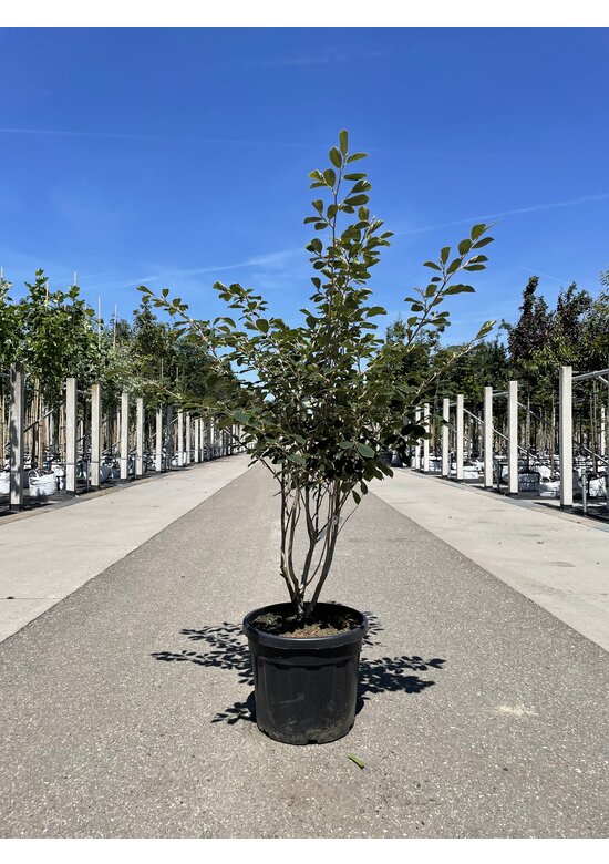 Gelbblühende Zaubernuss 'Arnold Promise' - Mehrstämmig | Hamamelis intermedia 'Arnold Promise'