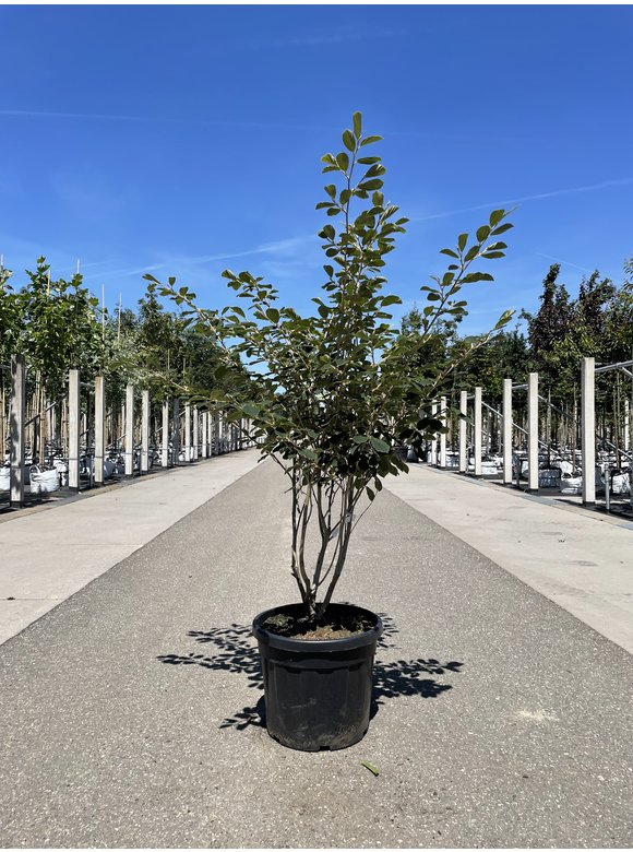 Gelbblühende Zaubernuss 'Arnold Promise' - Mehrstämmig | Hamamelis intermedia 'Arnold Promise' Gelbblühende Zaubernuss 'Arnold Promise' - Mehrstämmig | Hamamelis intermedia 'Arnold Promise'
